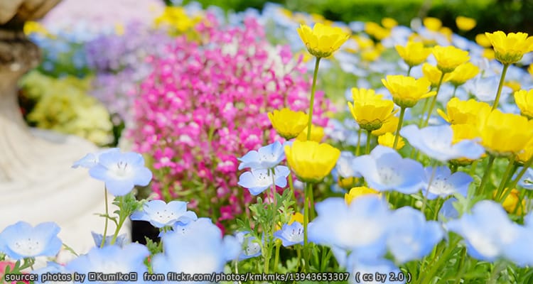 สวนดอกไม้ อาชิคางะ Ashikaga Flower Park