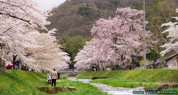 อุโมงค์ซากุระ ริมธารน้ำคันนนจิ Kannonji River Cherry Blossom Park