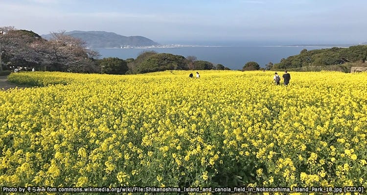 สวนบนเกาะโนะโคะโนะชิมะ Nokonoshima Island Park