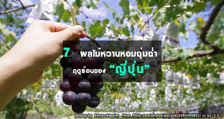 7 ผลไม้หวานหอม ชุ่มช่ำ ฤดูร้อนของญี่ปุ่น