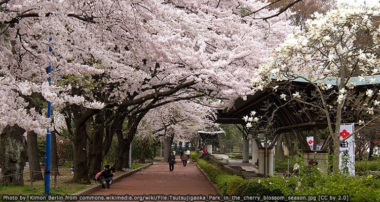 สวนทสึทสึจิงะโอคะ (Tsutsujigaoka Park)