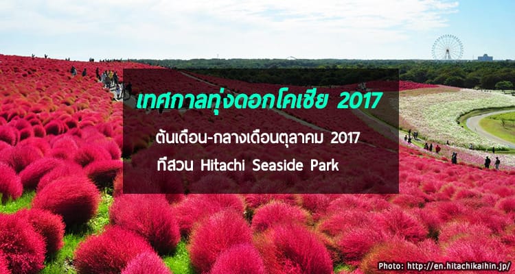 งานเทศกาลทุ่งดอกโคเชีย 2017 ต้นเดือน-กลางเดือนตุลาคมนี้