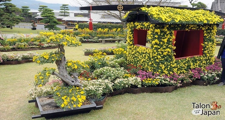 เทศกาลดอกเบญจมาศ (Kiku Matsuri) เมืองโตเกียว
