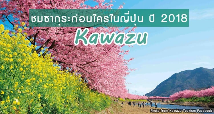 งานเทศกาลชมซากุระปี 2018 เป็นงานแรกๆของญี่ปุ่น ที่ Kawazu ไม่ไกลจากโตเกียว