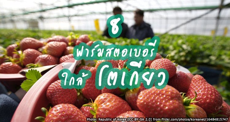 8 ฟาร์มเสตอเบอรี่ลูกโตๆ เก็บสดๆ เดินทางสบายไม่ไกลจากโตเกียว