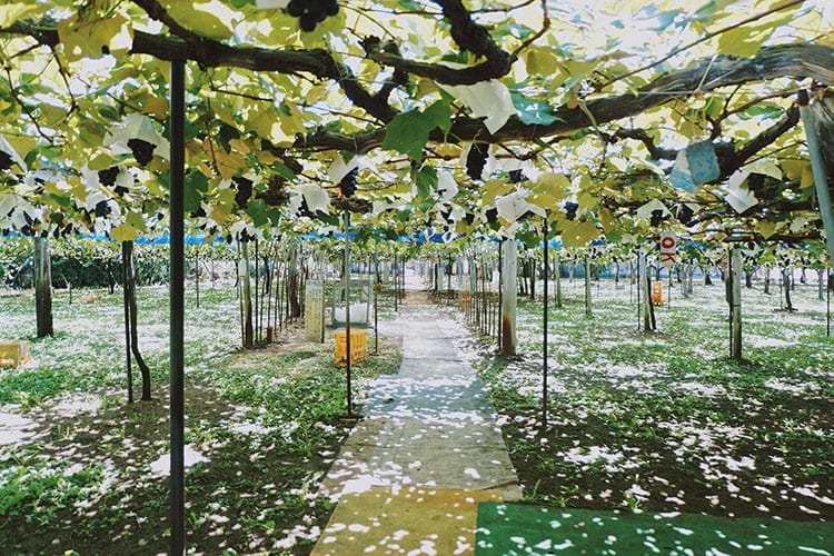 สวนผลไม้คากายะ (Kagaya Orchards)