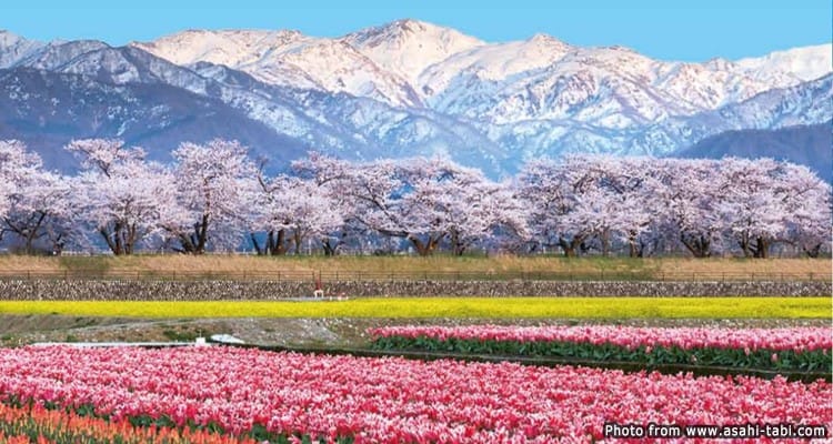 สวนอาซาฮี ฟุนะกาว่า ชมซากุระบานท่ามกลางเทือกเขา (Asahi Funakawa Park)