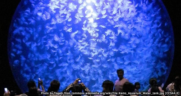 พิพิธภัณฑ์สัตว์น้ำคาโมะ ดินแดนมหัศจรรย์ของเหล่าแมงกะพรุน Kamo Aquarium