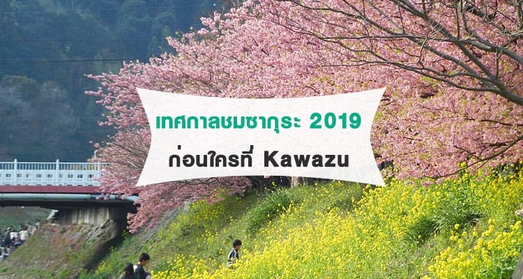 Kawazu Cherry Bloom Festival 2019 งานเทศกาลชมซากุระแรกๆ ไม่ไกลจากโตเกียว