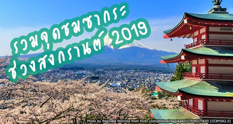 วันหยุดสงกรานต์ ปี 2019 ดูดอกซากุระ Full Bloom ที่ไหนได้บ้าง