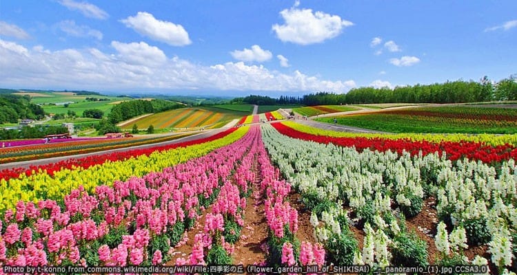 สรวงสวรรค์แห่งฮอกไกโด ณ สวนชิกิไซโนะโอกะ (Shikisai no oka)