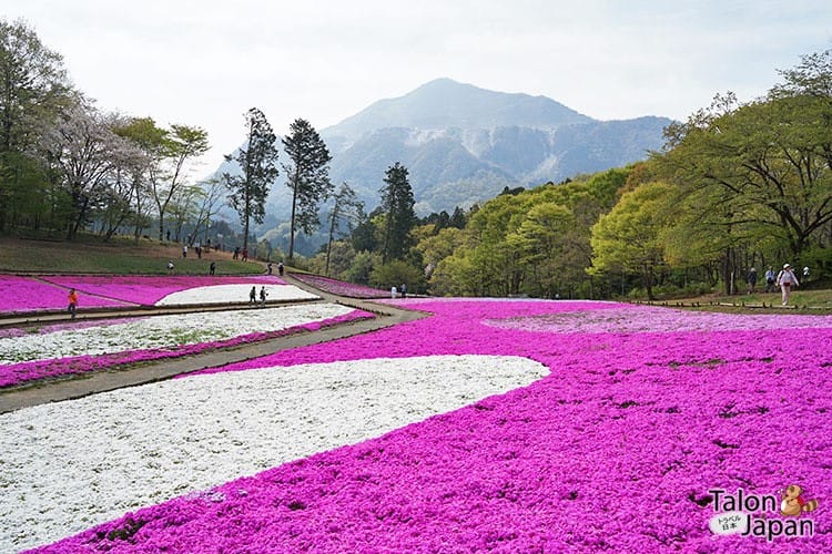สวนฮิสึจิยามะ Hitsujiyama Park