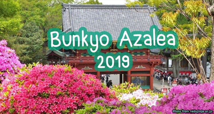 เทศกาลชมดอกอาซาเลียสุดตระการตาแห่งศาลเจ้าเนซุ Bunkyo Azalea Festival 2019