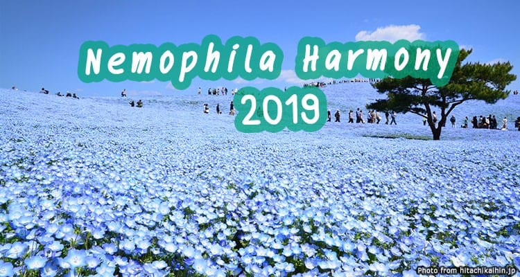 เทศกาลทุ่งดอก เนโมฟีลา ณ สวนฮิตาชิ ซีไซด์ ปาร์ค Nemophila Harmony 2019