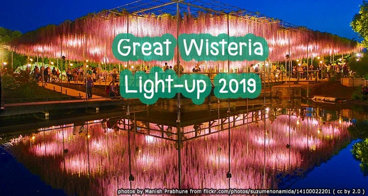 งานเทศกาล ต้นฟูจิ วิสเทียเรีย 2019 ณ Ashikaga Flower Park