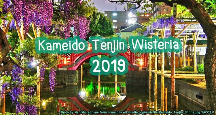 เทศกาลชมดอกวิสทีเรียปังสุดพลัง ที่ศาลเจ้าคาเมอิโดะเท็นจิน Kameido Tenjin Wisteria “Fuji” Festival 2019