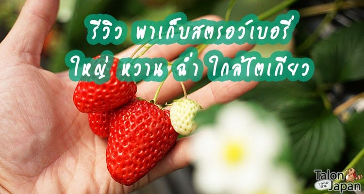 รีวิว เก็บสตรอเบอรี่ อันดับหนึ่งของญี่ปุ่น หวานฉ่ำลูกโตๆ แบบบุฟเฟ่ ที่เมืองจิจิบุ ไซตามะ Komatsuzawa