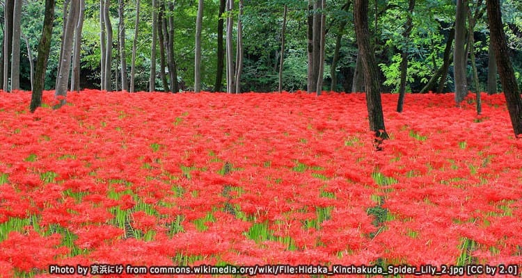 สวนคินชาคุดะ-มันจูชาเกะ (Kinchakuda-Manjushage Park)
