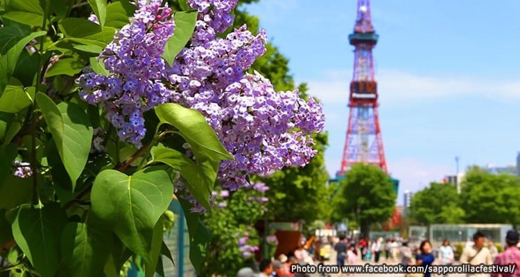 ละลานตาด้วยสีม่วงเต็มพื้นที่ ในงานเทศกาลซัปโปโรไลแล็ค Sapporo Lilac Festival 2019