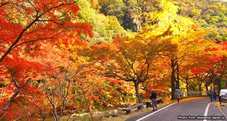 จุดชมวิวธรรมชาติ หุบเขาโกเคอิ (Gokei Valley)