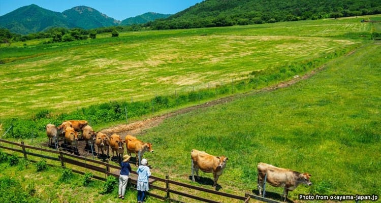 เนินเขาฮิรุเซ็น (Hiruzen Kogen Highlands)
