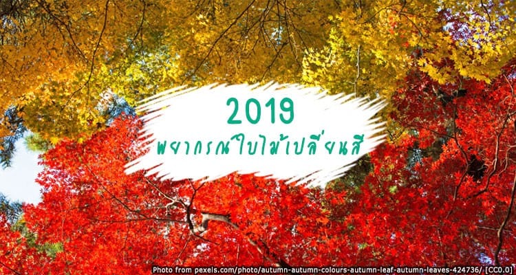 มาแว้วววว พยากรณ์ใบไม้เปลี่ยนสีญี่ปุ่นปี 2019 ทั้งเหลือง ทั้งแดง ของจริงไม่ติงนัง