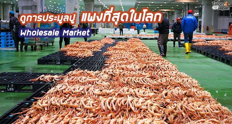 รีวิว พาชมการประมูลปูที่แพงที่สุดในโลก ที่ตลาดขายส่งปลาจากท่าเรือที่จับปูได้มากที่สุดของญี่ปุ่น