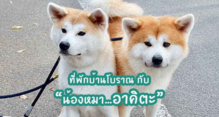สัมผัสน้องหมาอาคิตะ ณ ที่พักกลางหมู่บ้านซามูไรที่ Kakunodate