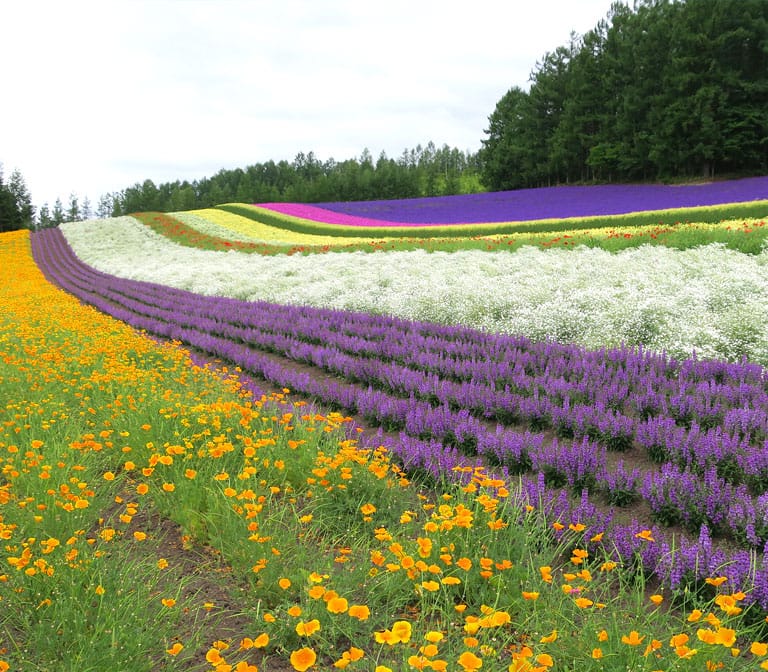ทุ่งดอกไม้แห่งฟูราโน่ ฟาร์มโทมิตะ Farm Tomita