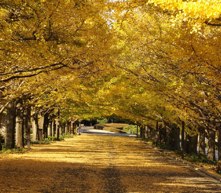สวนโชวะ คิเนน – Showa Kinen Memorial Park