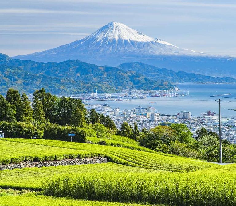 เนินเขานิฮอนไดระ Nihondaira Plateau กับวิวฟูจิ