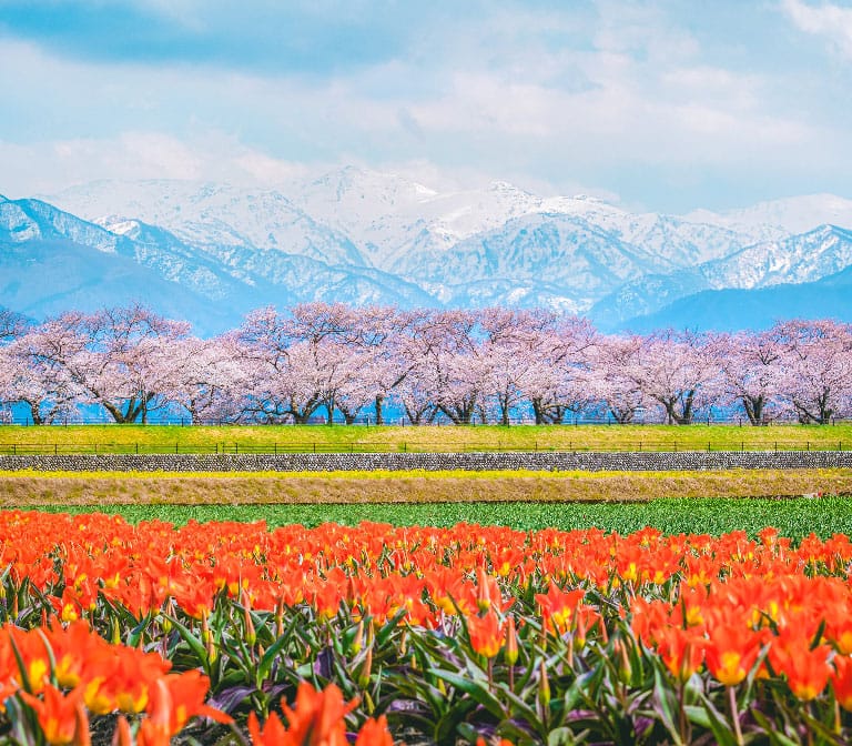 สวนดอกไม้ Asahi Funakawa Spring Quartet ทิวลิปซากุระ
