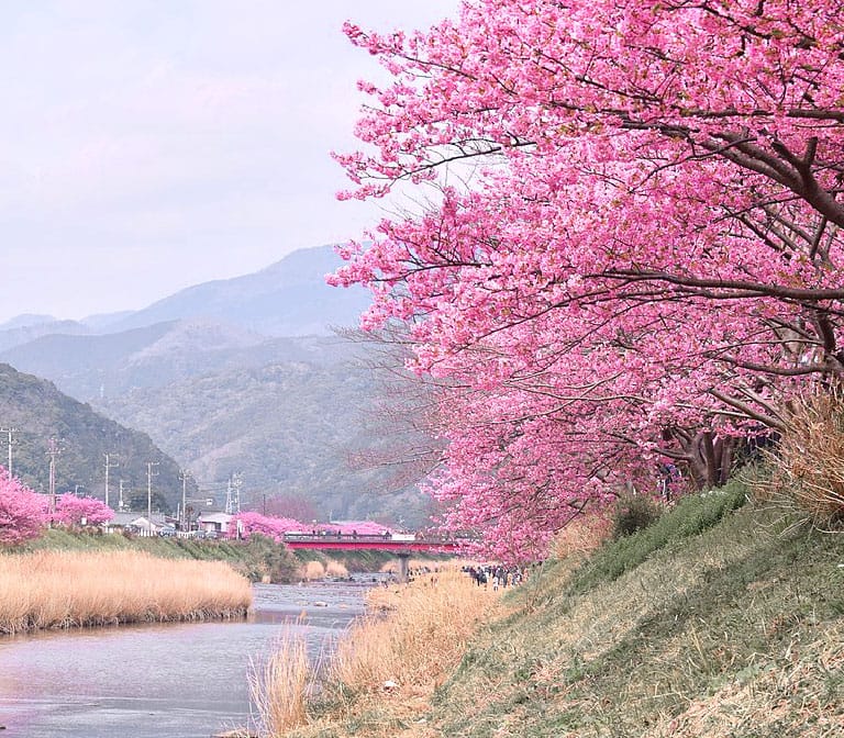 แม่น้ำคาวาซุ Kawazu River