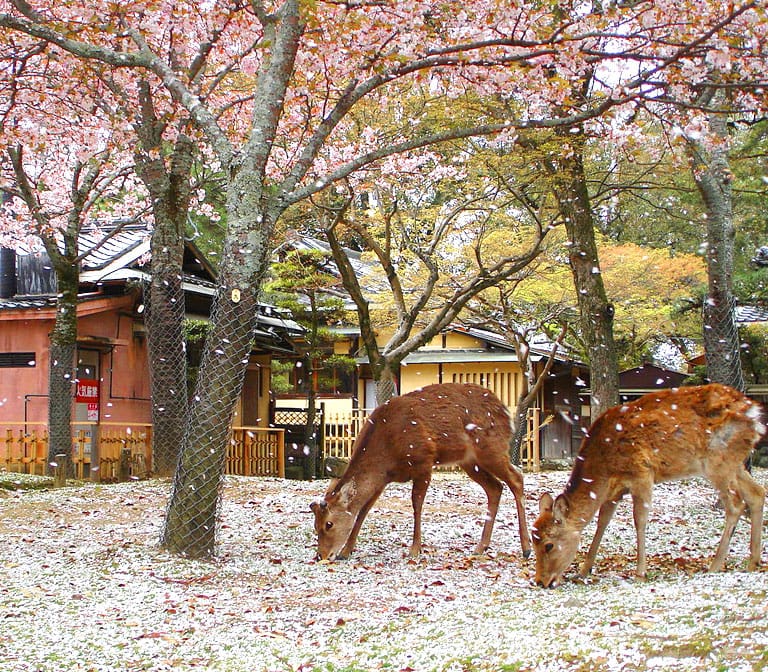 สวนกวางนารา – Nara Park