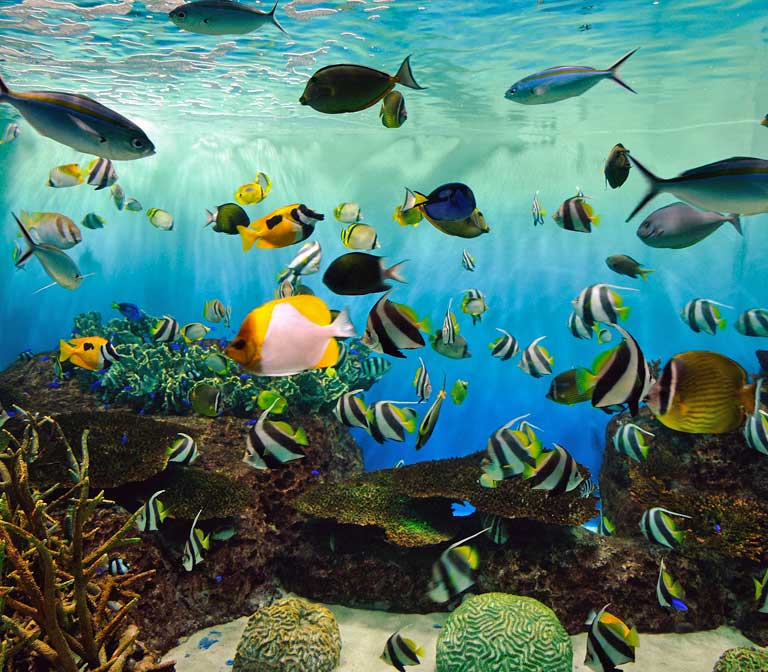 พิพิธภัณท์สัตว์น้ำ เมืองนีงะตะ Niigata City Aquarium Marinepia Nihonkai