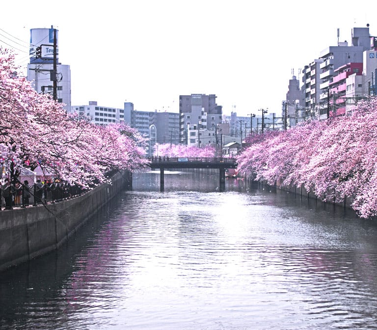 สวนริมแม่น้ำ OOKAGAWA River