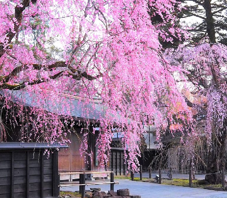 ย่านชุมชนซามูไรเมืองคาคุโนดาเตะ Samurai District