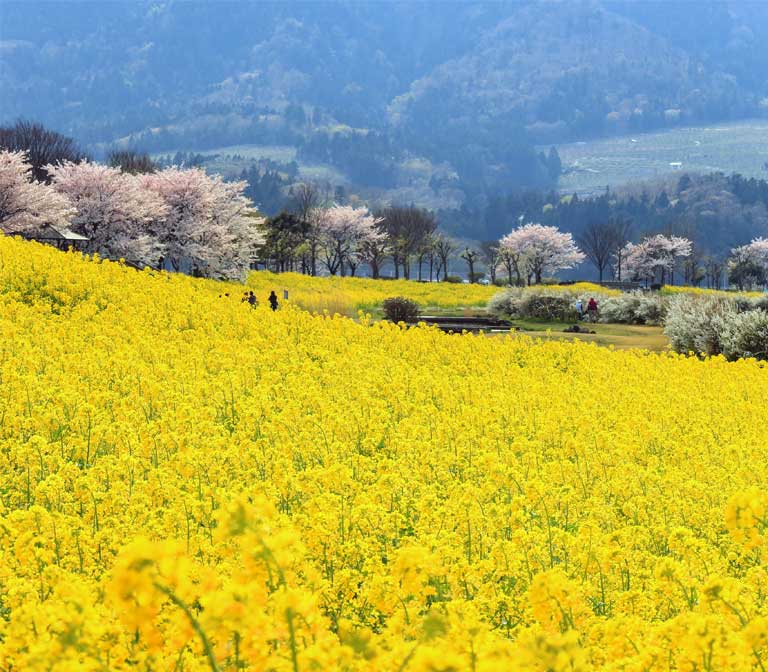 สวน อุวะเซกิงะตะUwasekigata Park Niigata