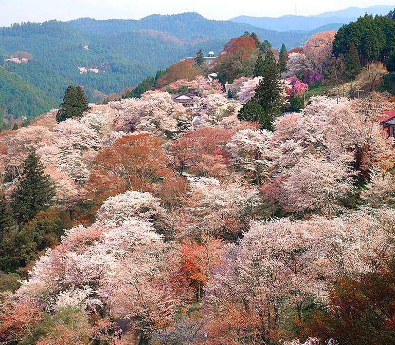ดอกซากุระบานบนภูเขาโยชิโนยามะ Yoshinoyama Cherry Blossom