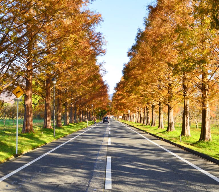 ถนนต้นสน Metasequoia Namiki Avenue