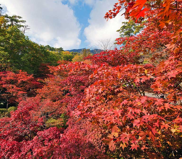 สวนยะฮิโกะ Yahiko Park Niigata