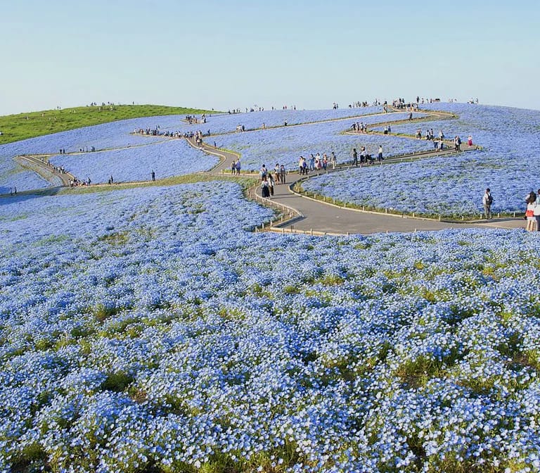 สวนฮิตาชิ ซีไซด์ ปาร์ค Hitachi Seaside Park