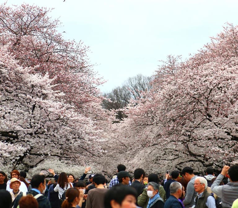 สวนอุเอโนะ – Ueno Park
