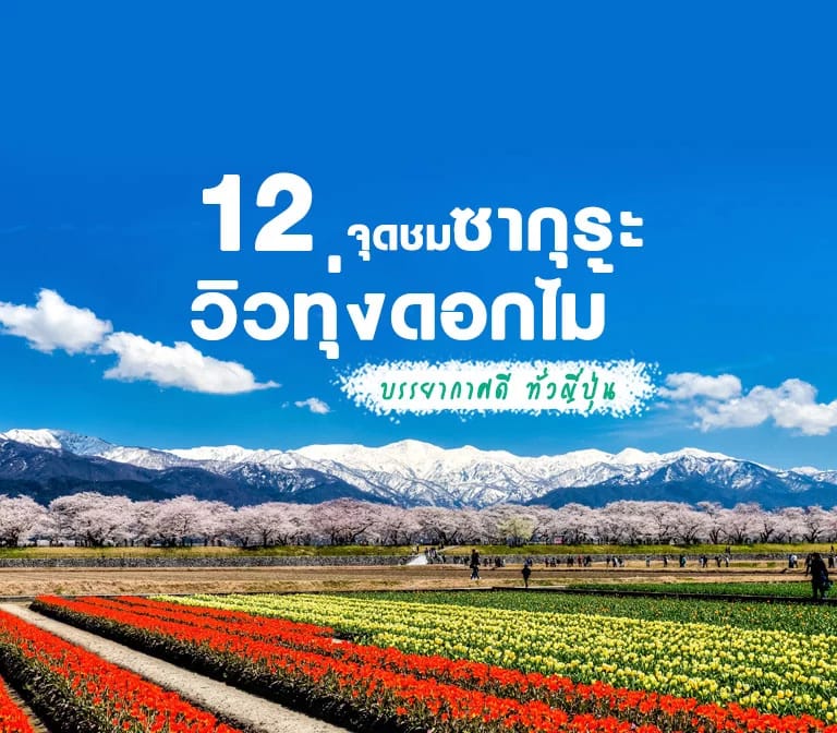 12 จุดชมซากุระพร้อมทุ่งดอกไม้ สวยสุดอลังการ ทั่วญี่ปุ่น