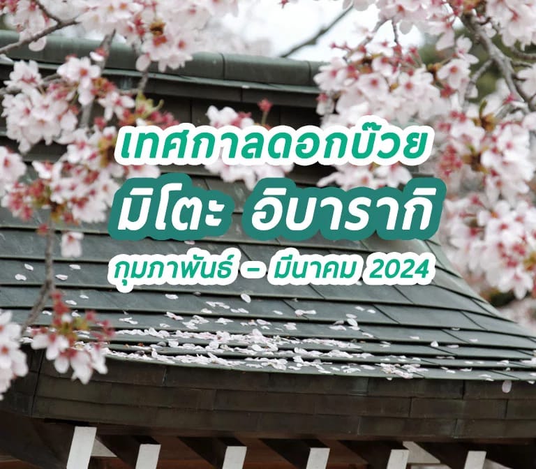 งานเทศกาลดอกบ๊วยมิโตะ 2567 (Mito Plum Blossom Festival) 2024