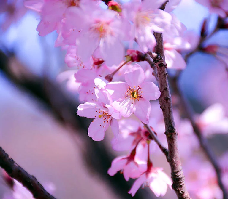 2024 Sakura Forecast พยากรณ์ซากุระบานปี 2567 อัพเดต วันที่ 10 มกราคม