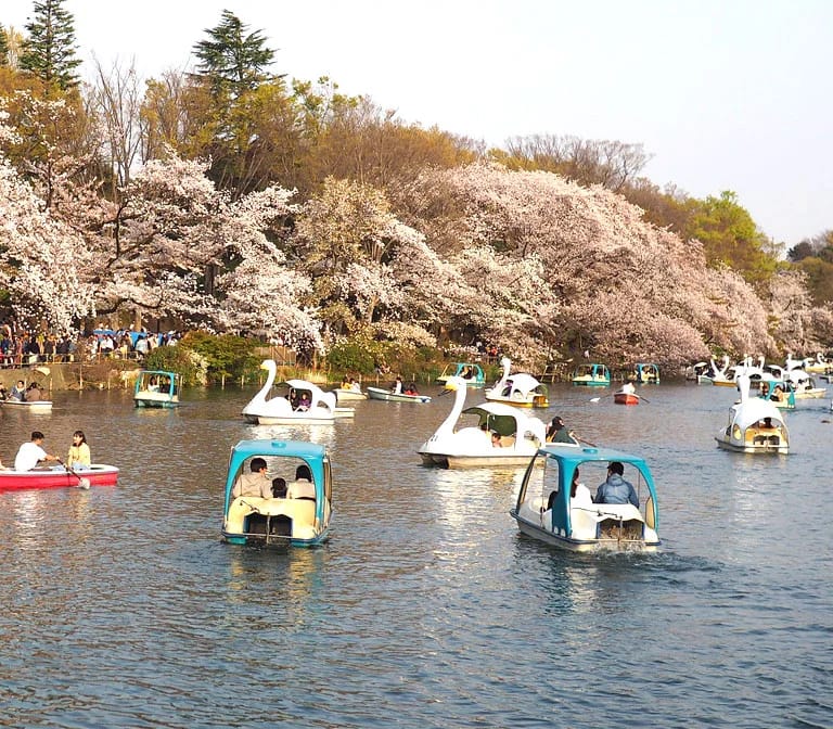 สวนอิโนะคาชิระ Inokashira park