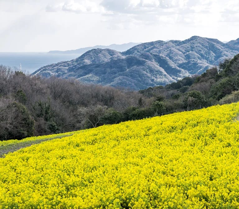 ทุ่งดอกไม้ Nanohana Awaji Flower Gallery