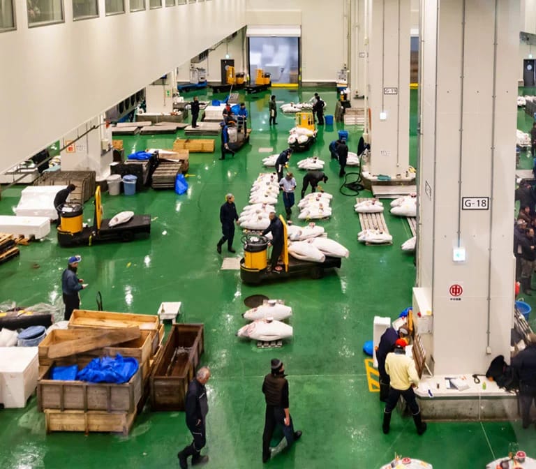 ตลาดปลา Toyosu (Toyosu Fish Market)