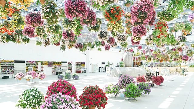 Botanical Starbucks ในสวนพฤษศาสตร์ที่ Hana Biyori Tokyo